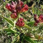 Gentiana purpureaFlor