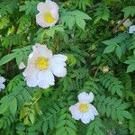 Rosa roxburghii Floare