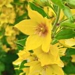 Lysimachia punctataFlower