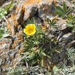 Potentilla crantzii Kwiat