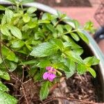 Cuphea hyssopifolia Blüte