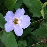 Thunbergia grandiflora Fleur