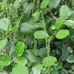 Itea ilicifolia Ліст