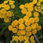 Tanacetum vulgareKwiat