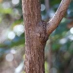 Gymnanthemum amygdalinum Rinde