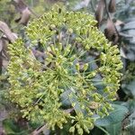 Bupleurum fruticosum Плод