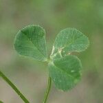 Trifolium nigrescens পাতা