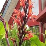 Canna indica Λουλούδι