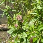 Eupatorium cannabinum Цвят