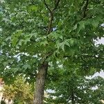 Liquidambar formosana Alkat (teljes növény)