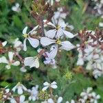 Eruca vesicaria Λουλούδι