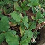 Euphorbia milii Yaprak