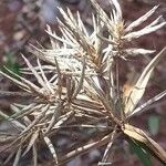 Cyperus amabilis Flower