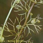Utricularia ochroleuca Плід