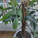 Philodendron pedatum Лист