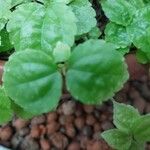 Pilea pumila Blad