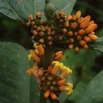 Eumachia obanensis Flower