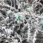 Echium angustifolium 葉