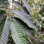 Perebea guianensis Hoja