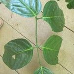 Ormosia coutinhoi Лист