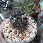 Mammillaria voburnensis Leaf