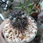 Mammillaria voburnensis 葉