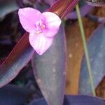 Tradescantia pallida Květ