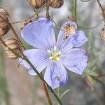 Linum lewisii Flower