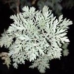 Artemisia arborescens Lapas