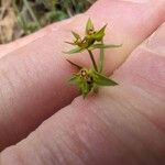 Euphorbia exigua Цвят