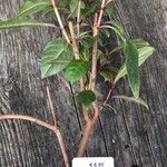 Fuchsia paniculata Bark