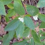 Lonicera fragrantissima Leaf