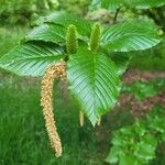 Betula medwediewii Blodyn