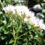 Valeriana montana ফুল