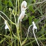 Habenaria procera Flor