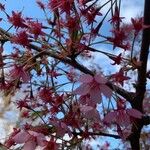 Prunus campanulata 花