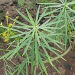 Euphorbia lamarckii 叶