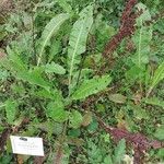 Rumex sanguineus 葉