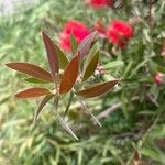 Melaleuca rugulosa Blatt