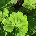 Pelargonium × hybridum Leaf