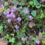 Cyclamen hederifoliumBlomma