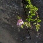 Veronica fruticulosa Flower