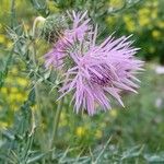 Galactites tomentosusFloro