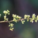 Searsia longipes Flower