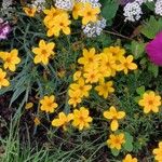 Bidens ferulifolia Virág