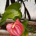 Anthurium scherzerianumKvet