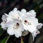 Rhododendron uvariifolium Flor