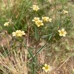 Linum strictum Habit