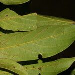 Nectandra membranacea Feuille