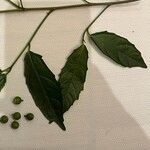 Ficus montana Hoja